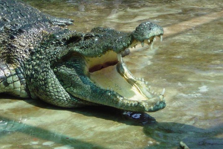 Nedaleko od Australke u vodi je bio 2,5-metarski krokodil