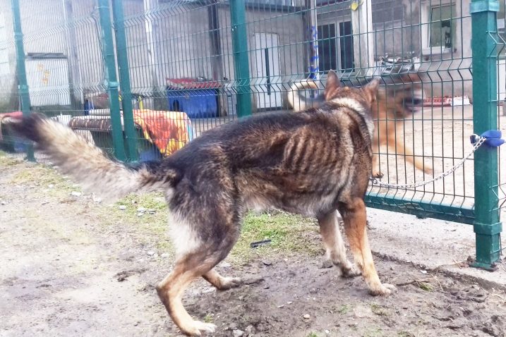 Pas Arsen, vezan za ogradu skloništa Lič / FOTO: Sklonište za nezbrinute životinje Lič