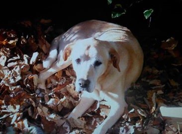 Ziggy ima 14 godina i teško se kreće