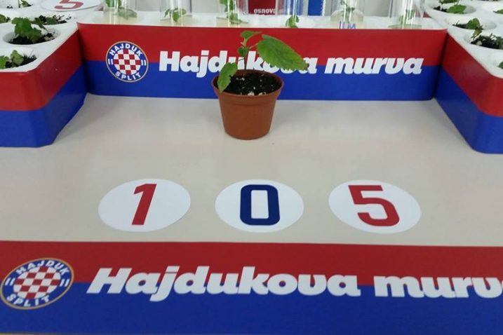 Hajdukova murva
