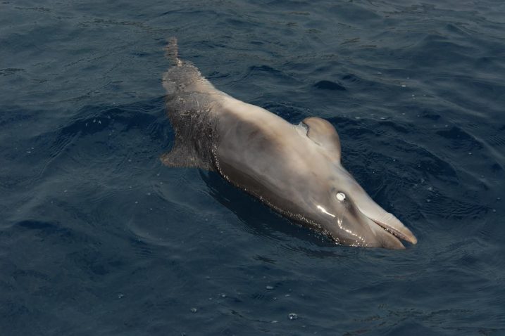 Uginuli delfin, fotografija čitatelja