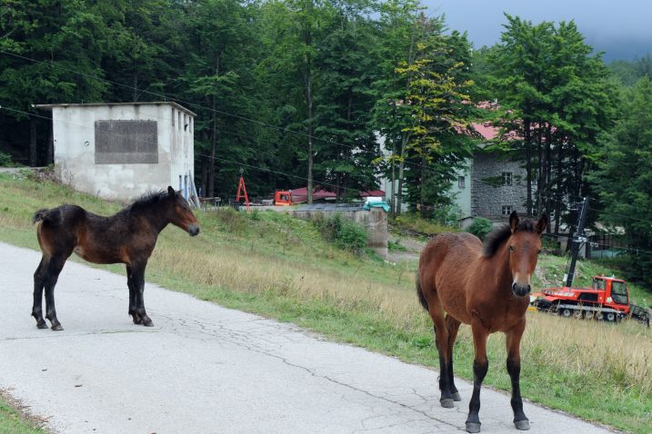 Konji na Platku uznemiravaju vikendaše / Foto Marko GRACIN