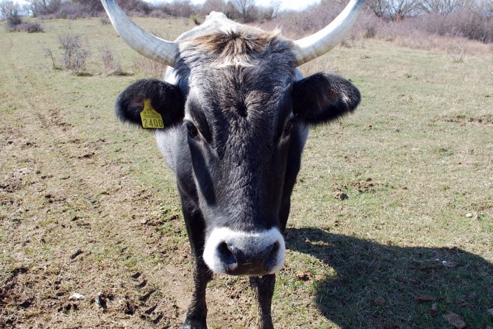 Jedna je junica istarskog goveda – boškarina * Foto: M. TRINAJSTIĆ