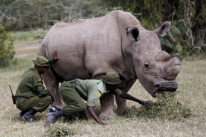 Sjeverni bijeli nosorog Sudan bio je posljednji pripadnik svoje vrste rođen u divljini / Foto REUTERS