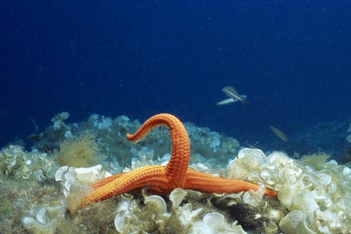 Podmornica Calypso sposobna je za istraživanja i prikupljanje podataka 90 posto Jadranskog mora