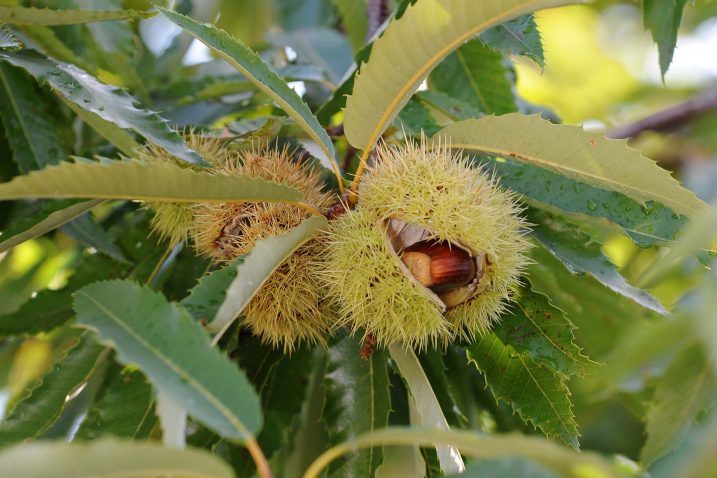 snimio Silvano Ježina
