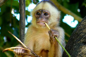 Foto Whaldener Endo/Wikipedia