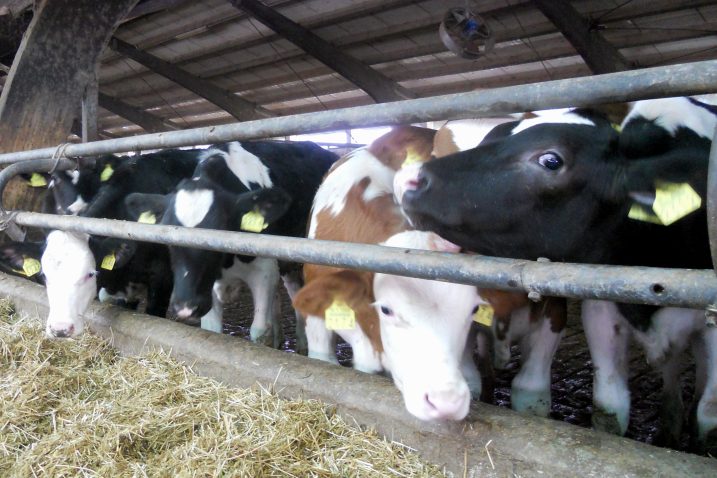 Mljekari očekuju državnu intervenciju / Foto CROPIX