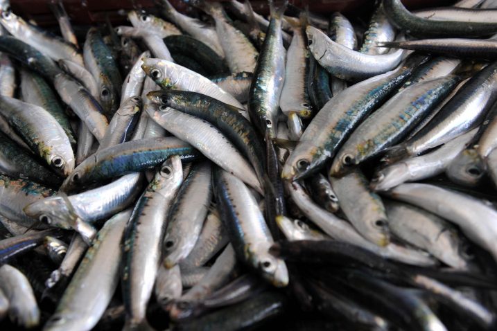 Ilustracija S. Drechsler