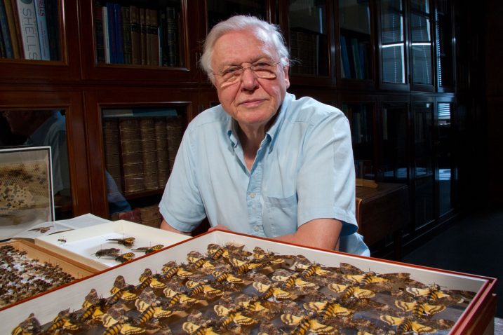 David Attenborough