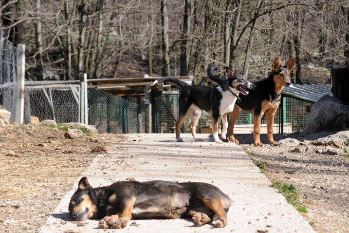 Objekti  bi se trebali izgraditi na području Općine Klana / Foto V. KARUZA