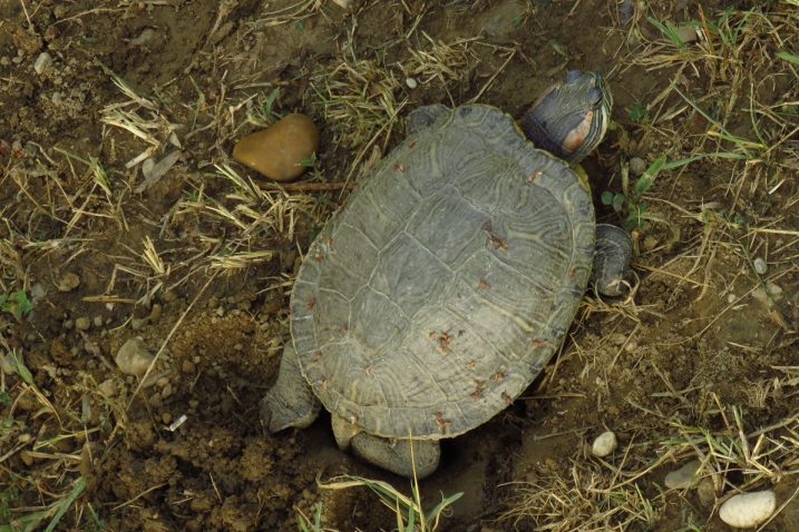 Crvenouha kornjača (Trachemys scripta elegans)