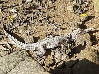 Krokodil je bio mlad, dug oko 80 centimetara / Foto Aaron Hughes