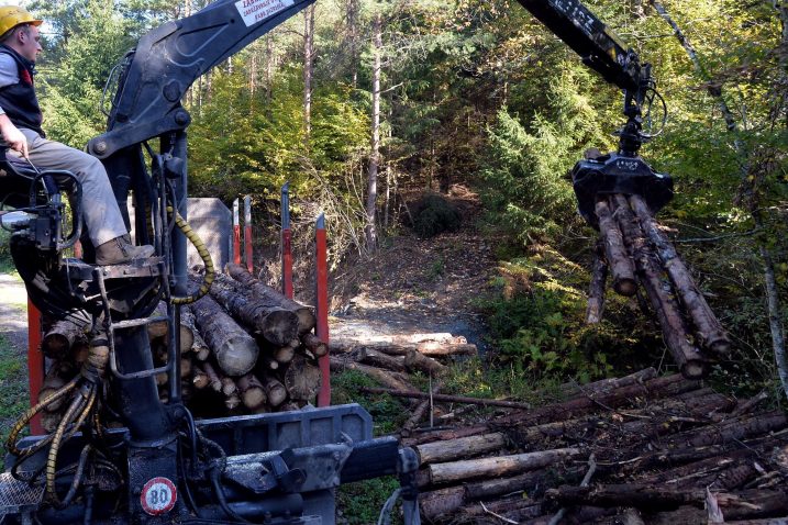 Zbog potkornjaka ove godine posječeno 306 tisuća kubika šume u Gorskom kotaru / Foto Damir ŠKOMRLJ