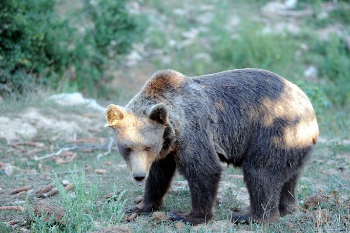 Foto: Vedran Karuza