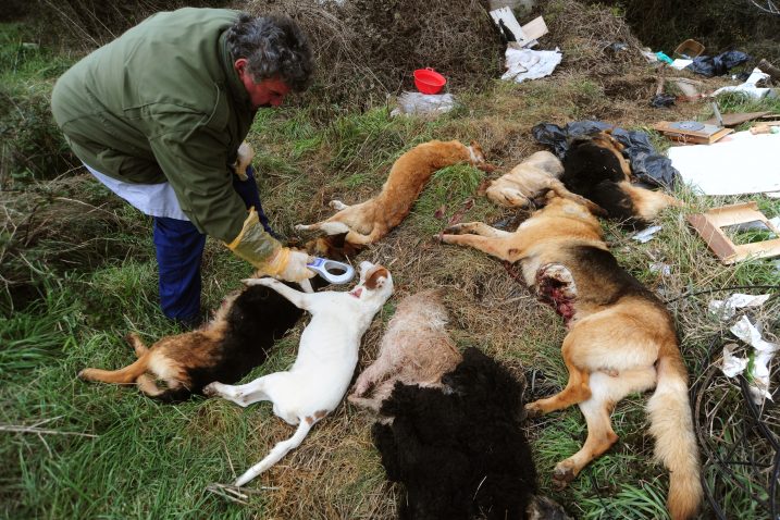 Strvine pasa pronađene su uz cestu Vodnjan – Fažana / Foto M. Mijošek