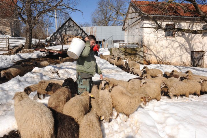Kondincijski trening u blatu i snijegu  Emil Baltić Balta, sportaš, farmer, drag čovjek  / Foto Marko GRACIN
