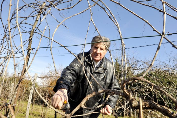 Ivo Afrić u mirovini obrađuje svoj vinograd uz pomoć prijatelja i susjeda / Foto Silvano JEŽINA