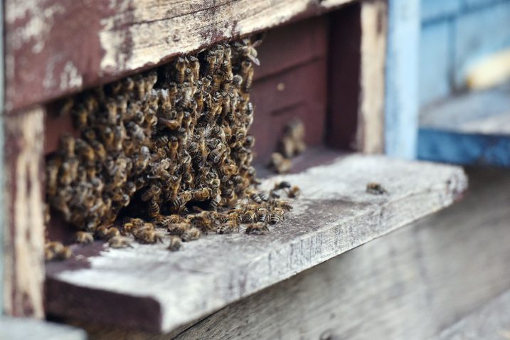 Foto Vjeran Žganec Rogulja PIXSELL