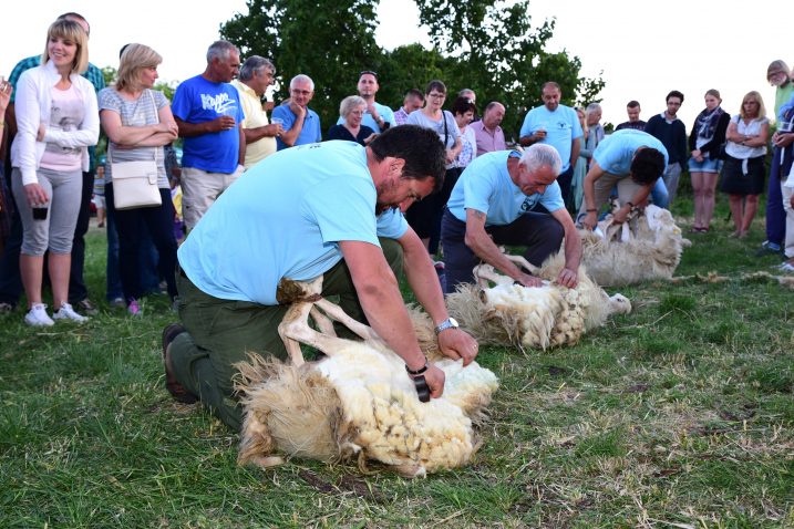 Sandro Tarabocchia ošišao je ovcu za svega dvije minute i 45 sekundi  / Foto W. Salković