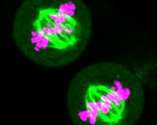 Dvije stanice tijekom diobe, zelenom bojom prikazani su mikrotubuli