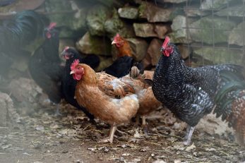 Foto: Hrvoje Jelavic/PIXSELL