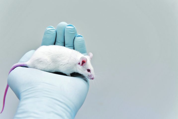 Istraživanje je provedeno na čak 95 različitih sojeva miševa / ISTOCK