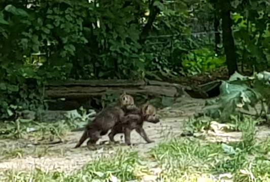 Foto Zoo Maksimir
