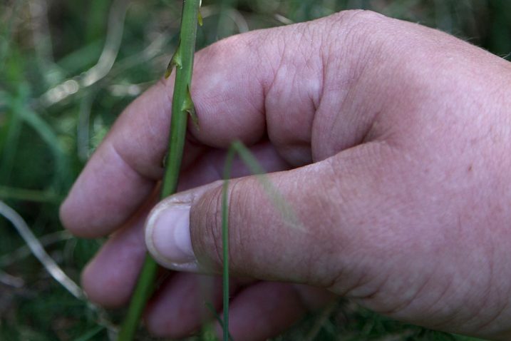 Snimio M. ANGELINI