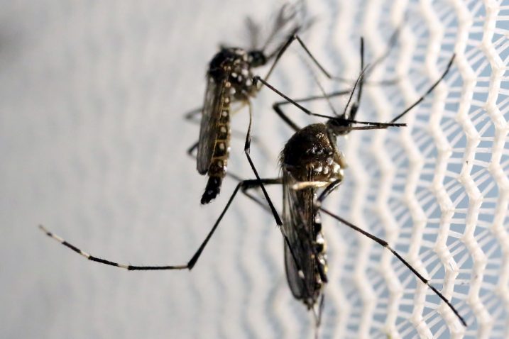 Zika virus zaprijetio je populaciji Južne Amerike u travnju 2015.