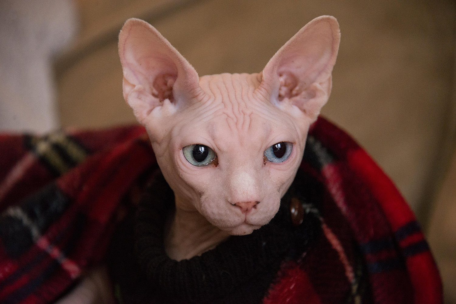 Sphynx