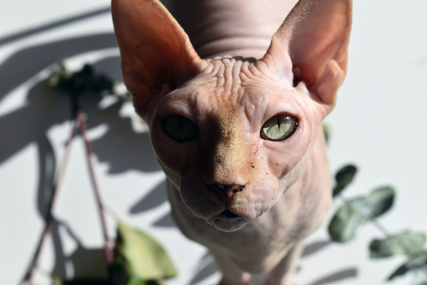 Sphynx