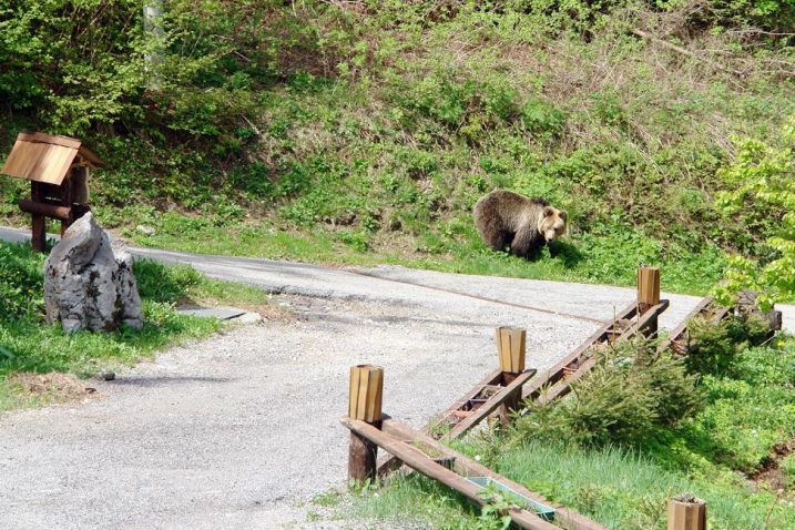 Evo mene na čaj, kao da kaže simpatični medo Popovićevima