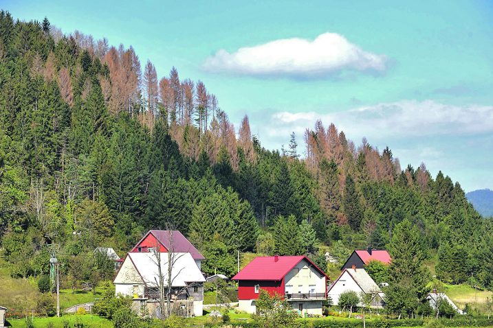 Smeđe mrlje u zelenilu šume dokaz su širenja pokornjaka / arhiva NL