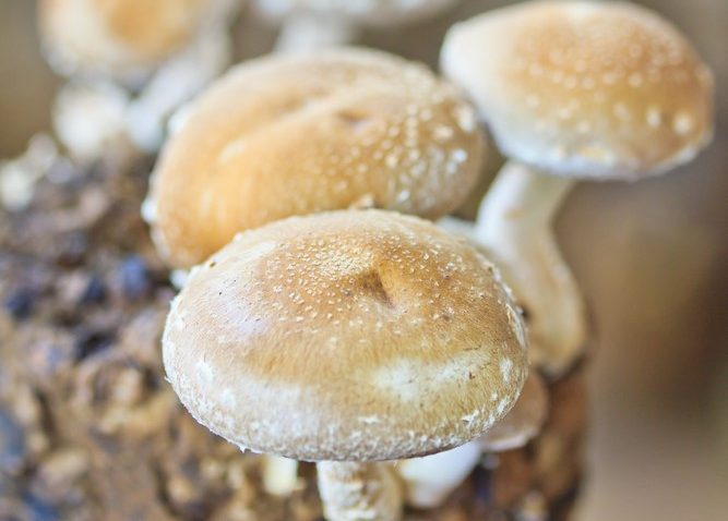 Ljekovite gljive shiitake (Lentinus edodes) / Nl arhiva