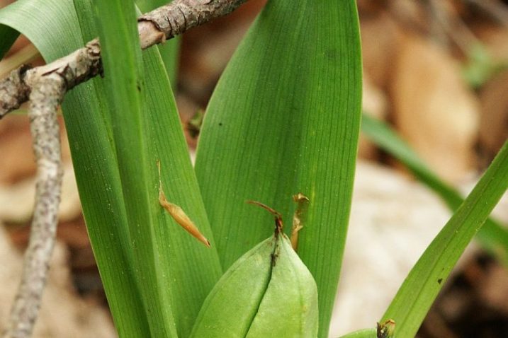 Jesenski mrazovac/ foto: wikipedia