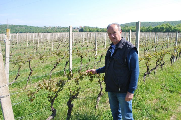 Najveće štete pretrpjela loza usred Novljanskog polja – Miroslav Palinkaš / Foto Anto RAVLIĆ