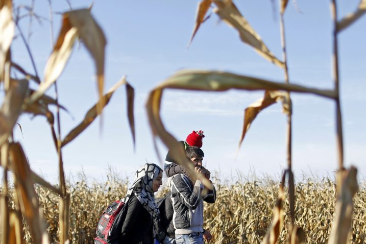 Migranti prolaze kroz polja kukuruza kod Šida u Srbiji / Foto Reuters