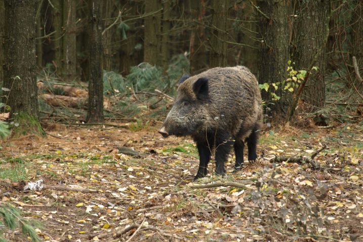 Divlje svinje prijetnja i ovcama, ali i ljudima / arhiva NL