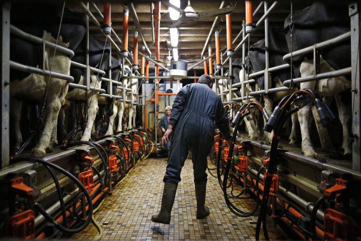 Mlijeko velikih europskih proizvođača preplavit će tržište – jedna od velikih farmi u zapadnoj Francuskoj * Foto: Foto REUTERS