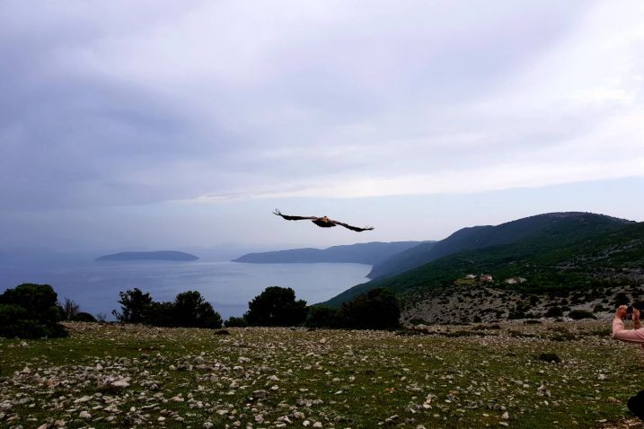 Prvi letovi iz gnijezda i osamostaljivanje supova najkritičnije su razdoblje njihova života / Foto Javna ustanova Priroda