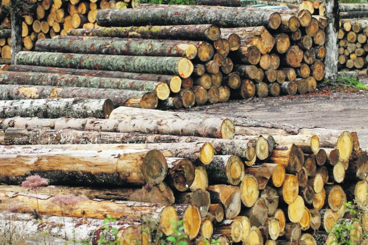 Zasluge za dobre rezultate imaju i primorsko-goranski drvoprerađivači / arhiva NL