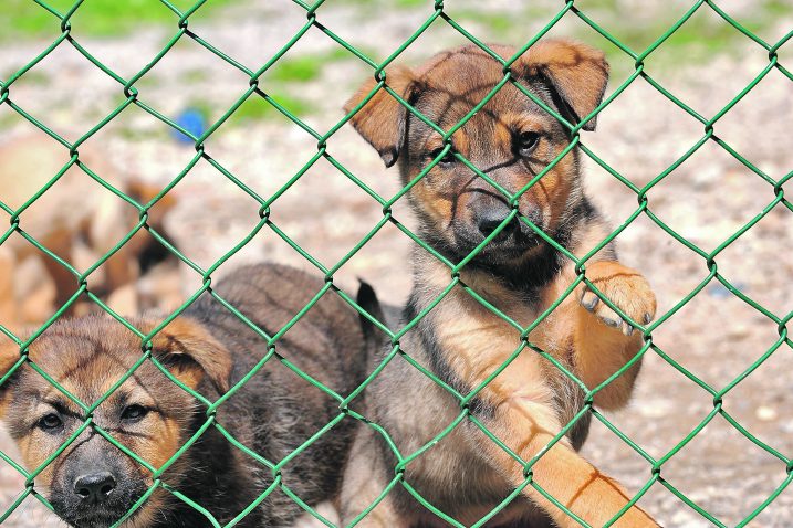 Većina županija već ima adekvatna skloništa za životinje, dva su u Primorsko-goranskoj županiji /  Arhiva NL