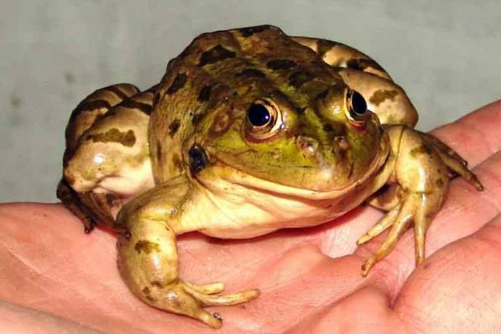 Prvi nastup i odmah pobjeda Snješka / Foto Nenad LUČIĆ