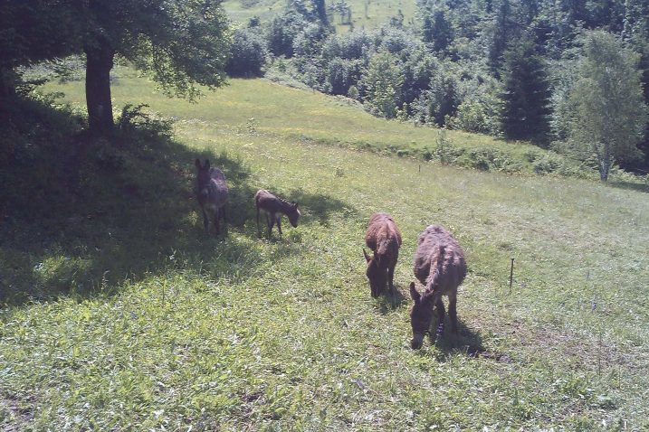 Magareća obitelj odmah se snašla na pašnjaku u Gorskom kotaru / Snimio Ž. MALNAR