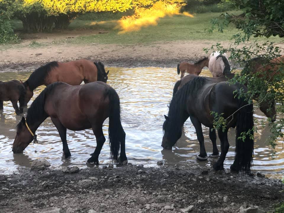Konji u blizini Novog Vinodolskog / Foto facebook