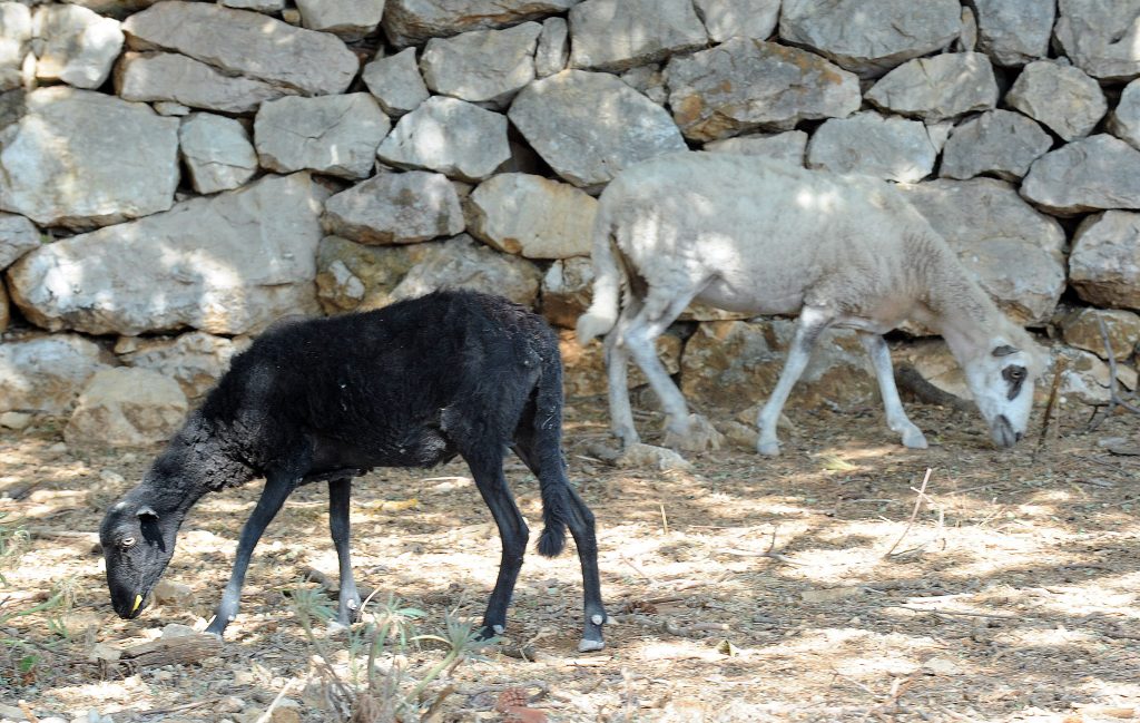 Ovce na otoku Cresu / Foto S. DRECHSLER