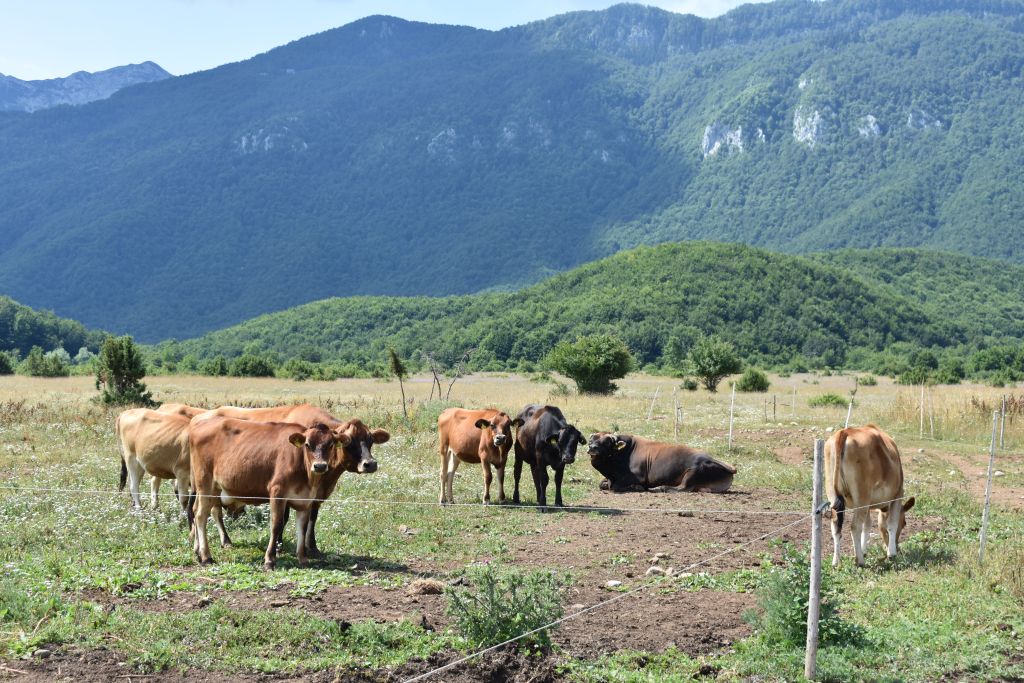 Na farmi je 76 muznih krava, četiri bika i mnoštvo podmlatka / Snimio Marin SMOLČIĆ