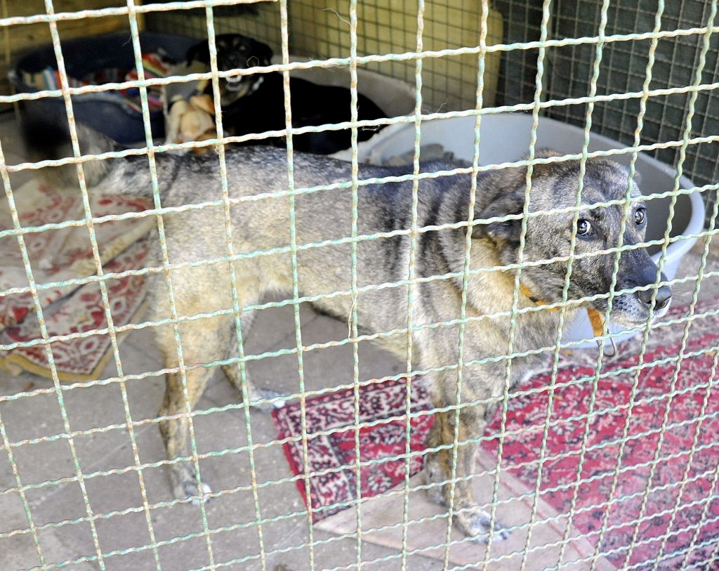 Azil za pse 'Društvo za zaštitu životinja Rijeka' / Snimio Sergej DRECHSLER