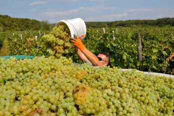 Procjene vinogradara i vinara govore da bi samo u pogonima PZ-a Vrbnik trebalo završiti između milijun do čak 1,3 milijuna kilograma slatkog ploda / Foto M. TRINAJSTIĆ